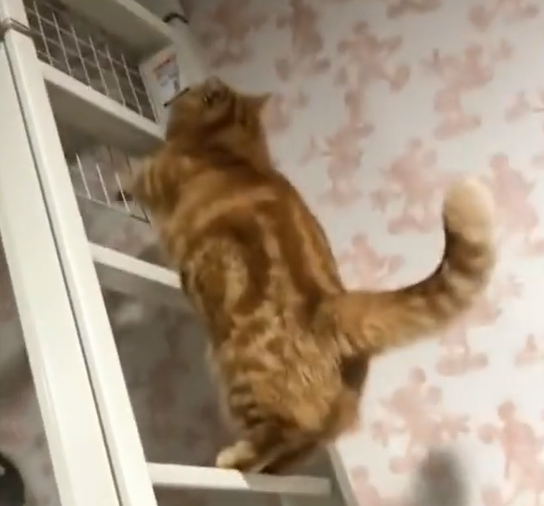 谢谢观看~天天趣图祝您开心快乐每一天!