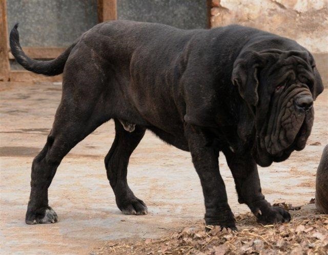 那不勒斯獒犬 赢得世界最丑狗头衔 还是很容易的 591资讯