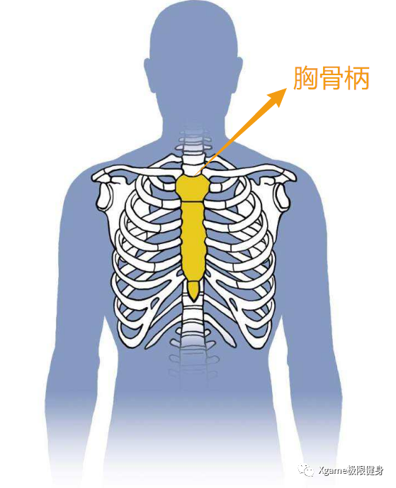 伤病也可以减少到最低 首先我们来找一下胸骨的位置 沿着胸肌中缝往上