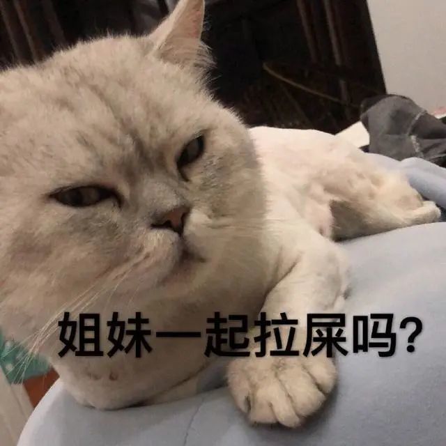 猫咪斗图表情包合集