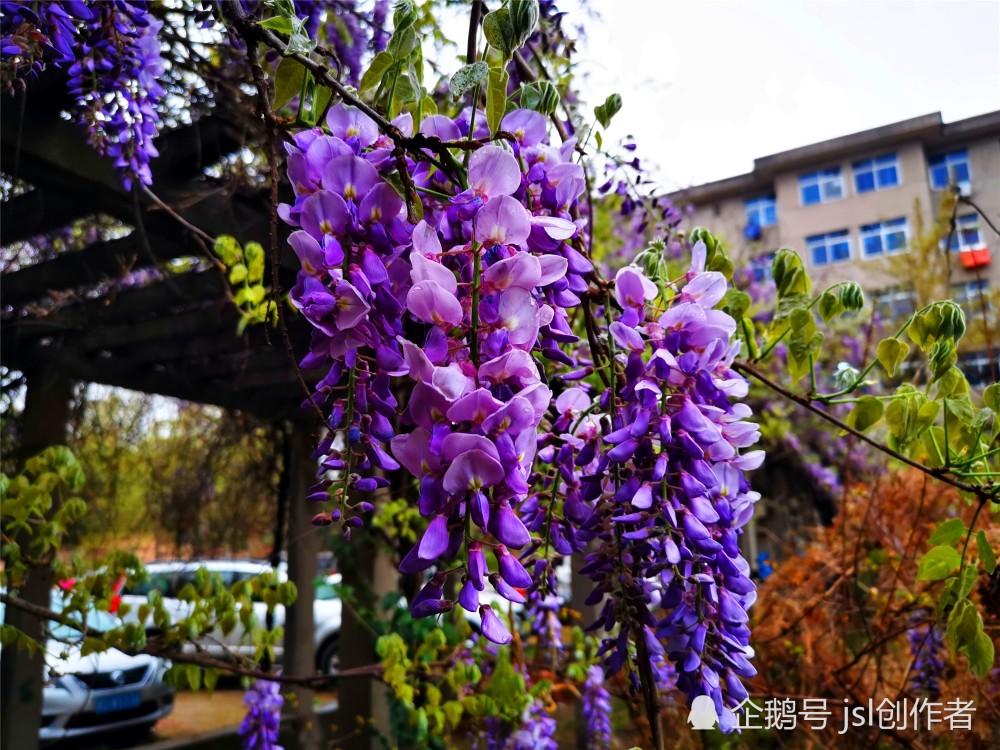 紫藤绽放春意浓,庭院生辉廊架美