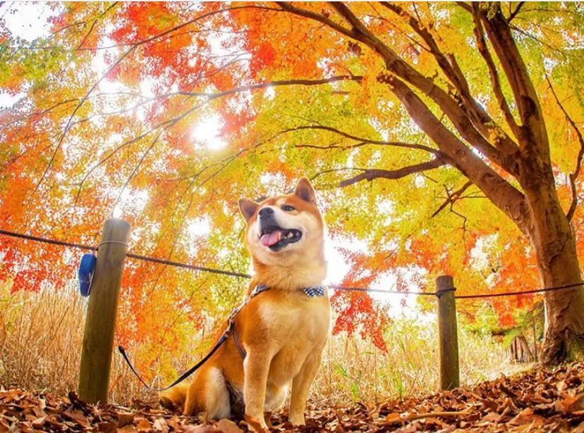 拍狗这么拍!30张日本柴犬与樱花的合照,居然如此唯美治愈