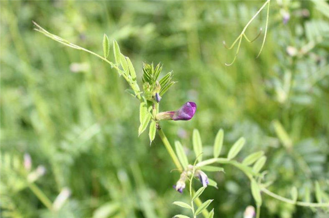 诗经采薇再论:薇草为什么是野豌豆苗,而非其它野菜?