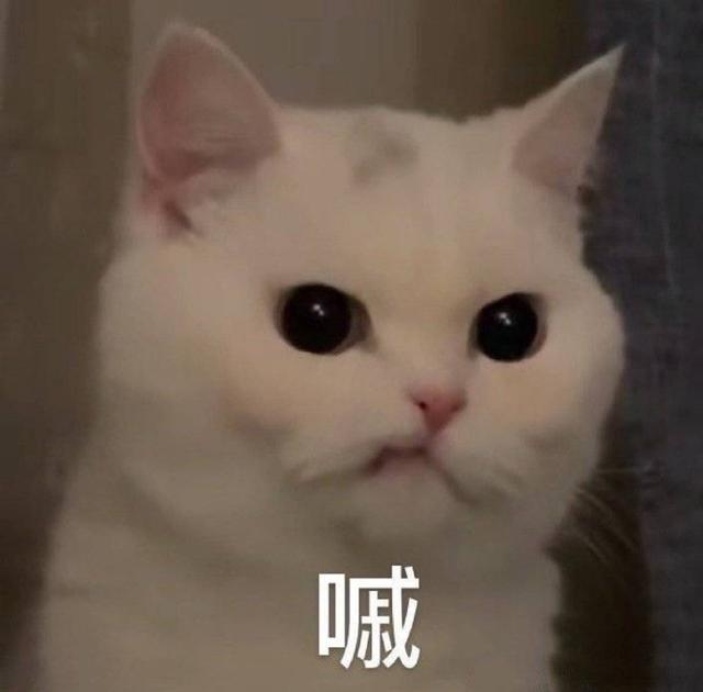 猫咪表情包合集,不要骂人要冷静!