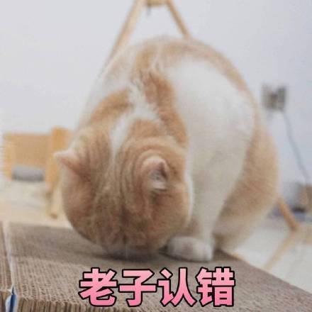 猫咪认错表情包,求摸摸头!