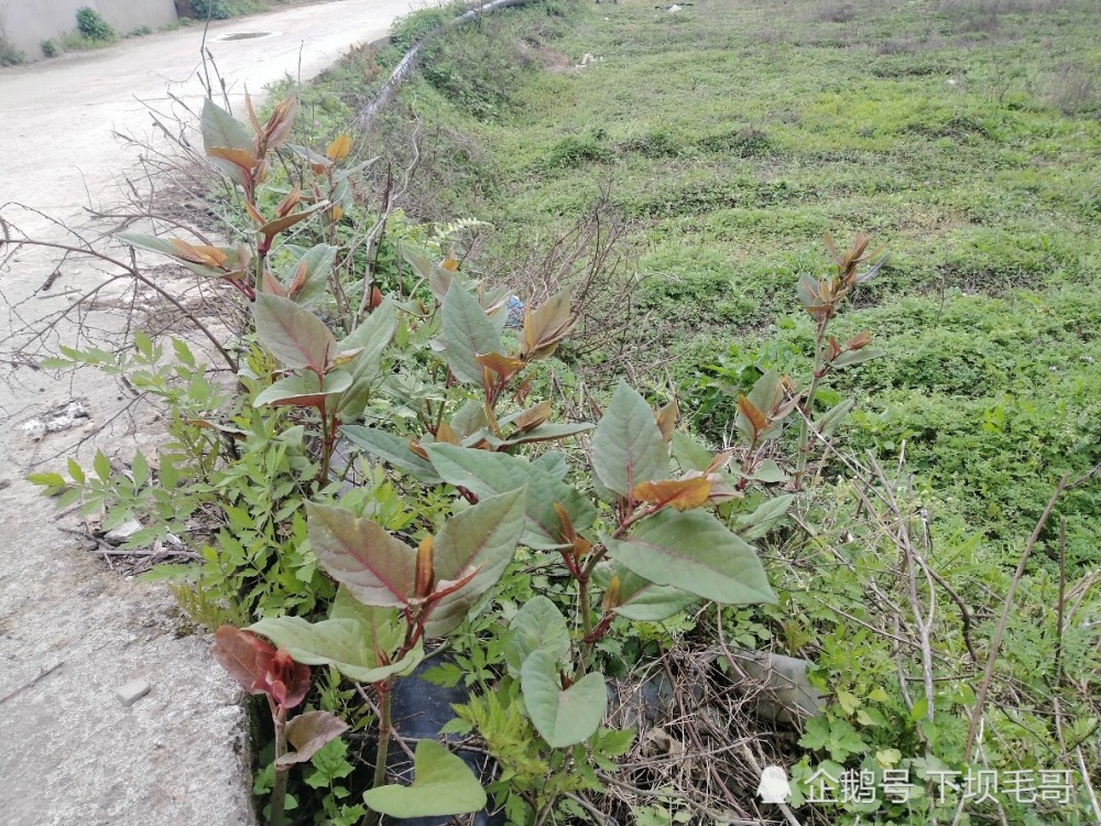 学名虎杖,虎杖是指蓼科植物虎杖的干燥根茎,别称有:花斑竹,酸筒杆