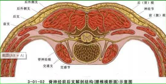 脊神经后支综合征是由于脊神经后支收到卡亚等机械刺激所造成的以腰痛