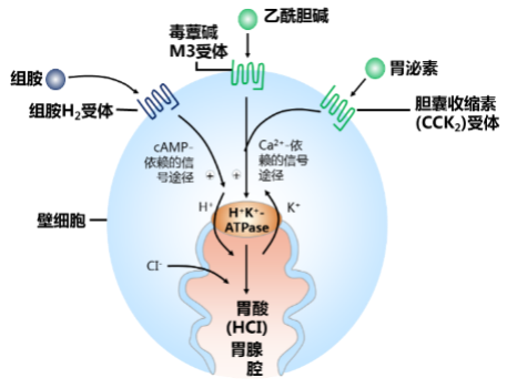 促胃液素通过两种机制促进胃酸分泌:直接刺激壁细胞或通过刺激肠嗜铬