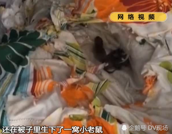 广东一高校十多间宿舍发现老鼠踪迹竟有一窝小老鼠在被子里