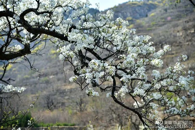淄川网友看到漫山遍野的梨花,编的这个顺口溜666