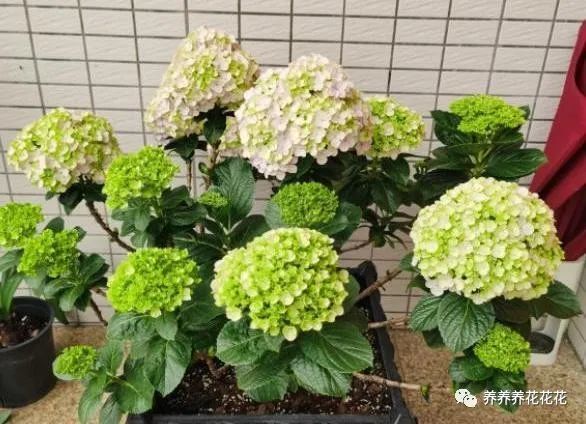 绣球花叶子发黄不油绿,平时别缺"2种料",叶片油绿,花