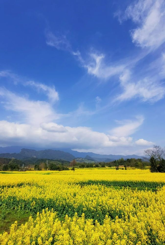 金色的原野(杨明强 摄)