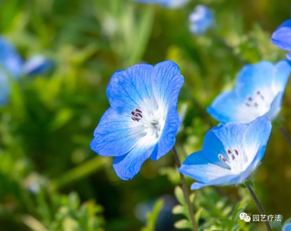 喜林草,nemophila menziesii,别称:粉蝶花,琉璃唐草,baby blue eyes.