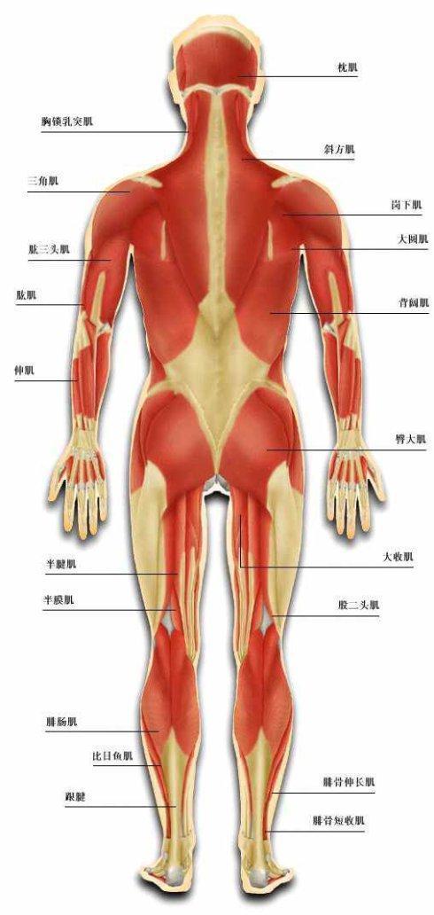 胯关节上联脊柱躯干,下联两腿关节,也是身躯与腿连接的重要