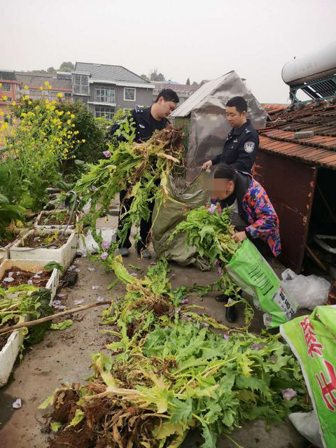 听说这种花能治病她在楼顶偷种结果