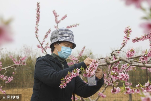 山东青岛爱心人士认养桃树,种植户开心地笑了