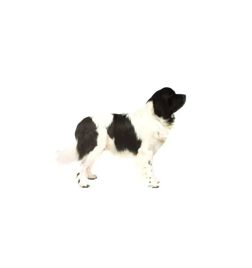 兰西尔犬