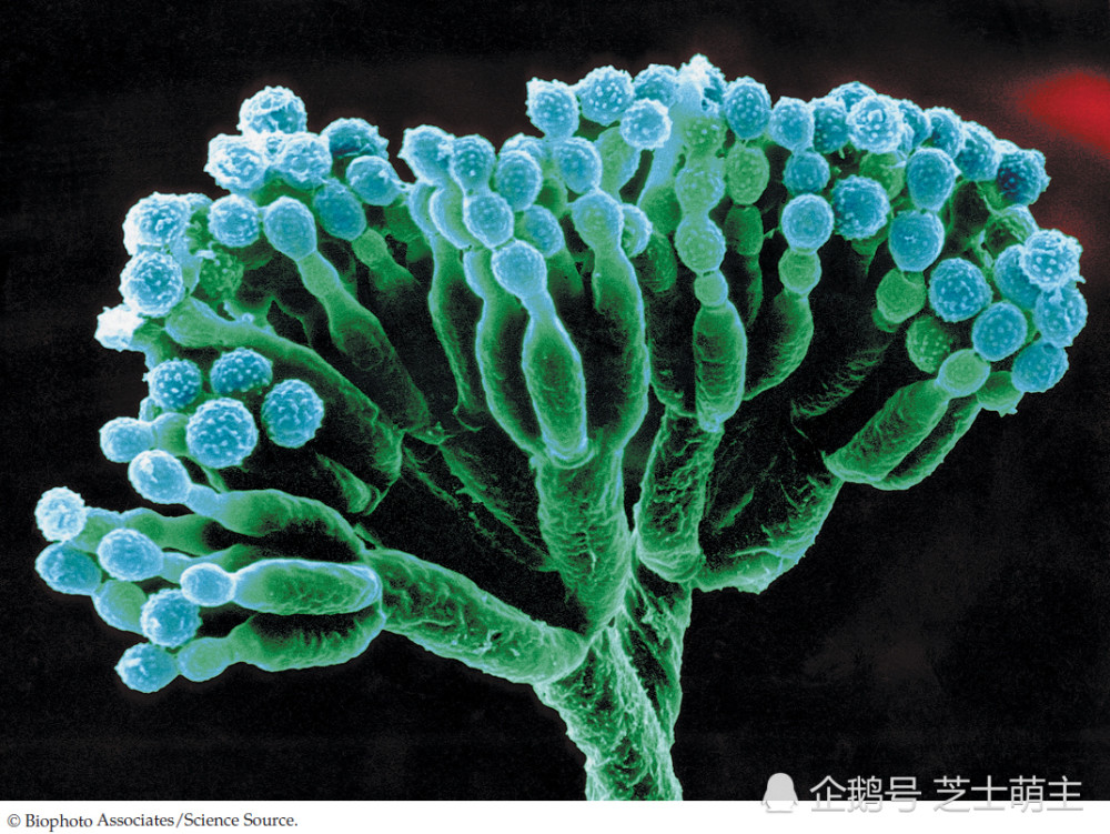 电子显微镜下的青霉菌
