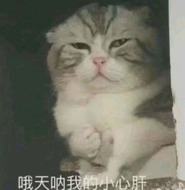 无水印表情包:可爱猫咪请笑纳