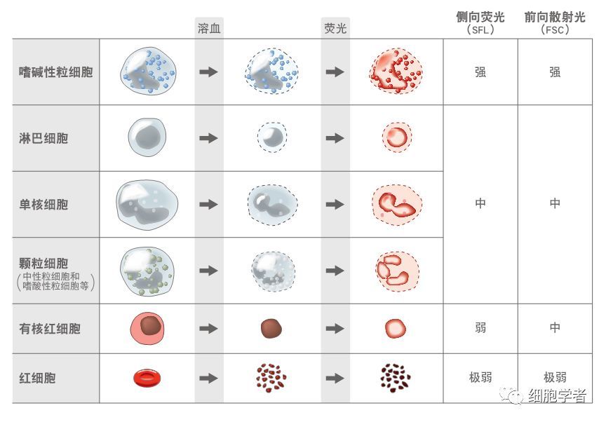 对所测细胞进行统计,以sfl为横坐标,以fsc为纵坐标,得到wnr散点图.