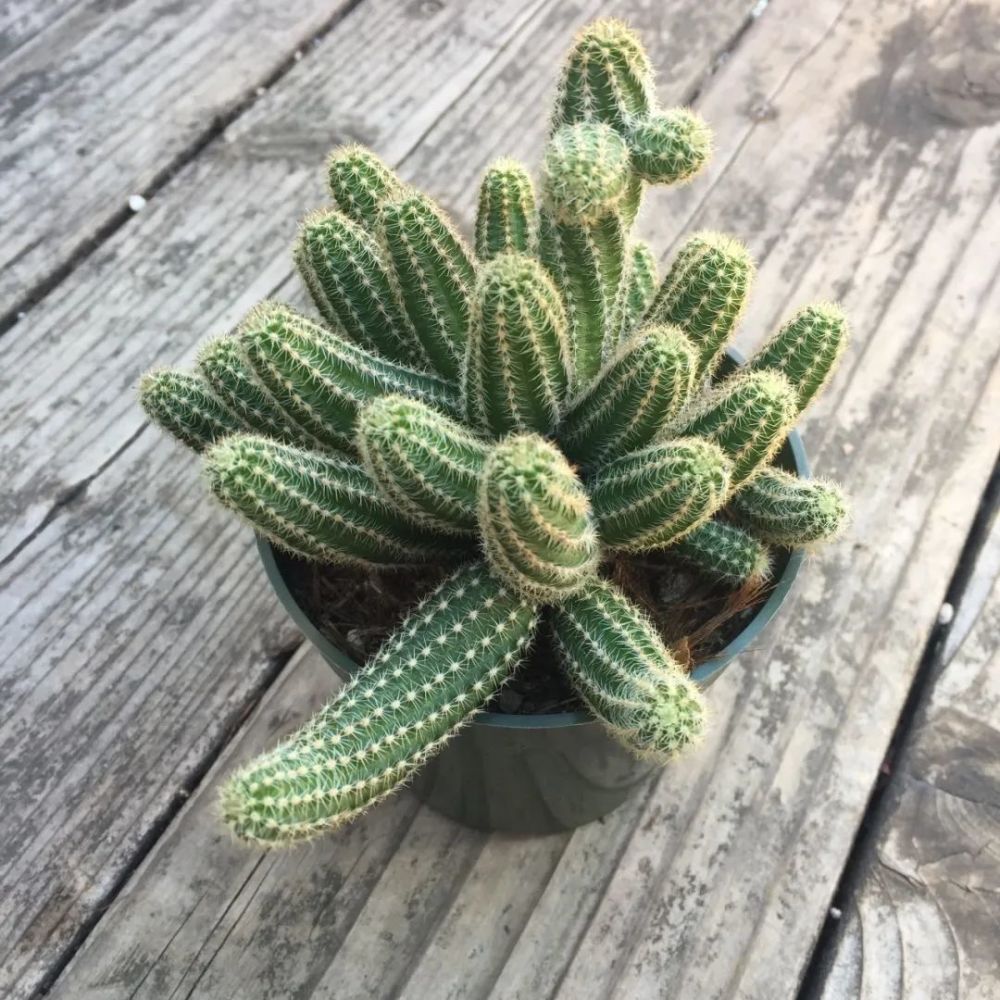 6种耐干旱耐晒的仙人掌植物,适合养成阳台盆栽,开花都格外好看