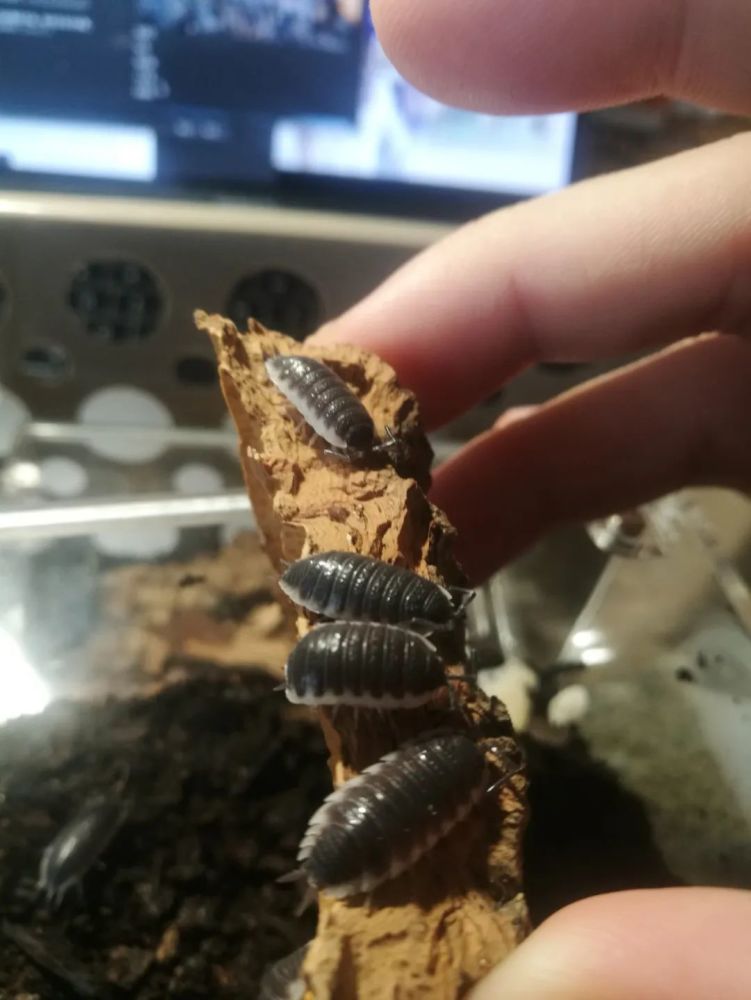 鼠妇终极饲养指南之常见潮虫亚目物种简易分类知识