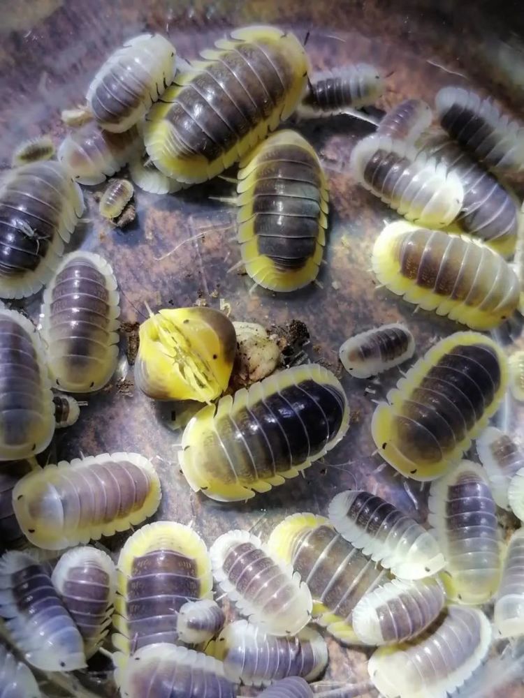 鼠妇终极饲养指南之常见潮虫亚目物种简易分类知识