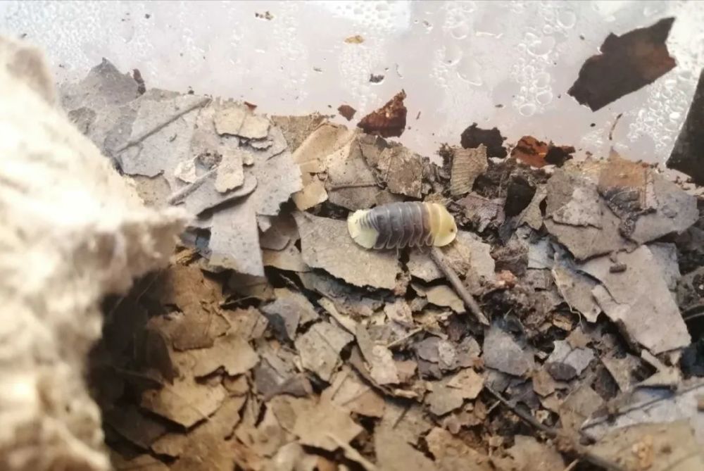 鼠妇终极饲养指南之常见潮虫亚目物种简易分类知识