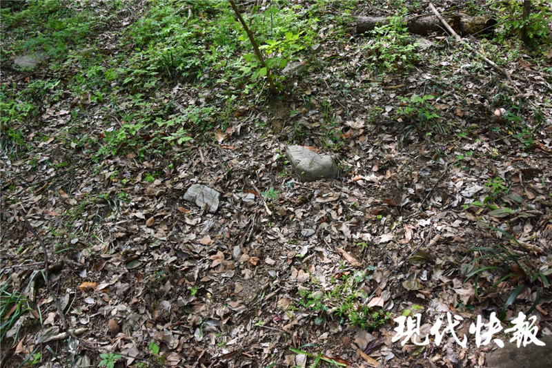 江苏宝华山"植物熊猫"独花兰疑遭盗采,花丛消失只剩下坑