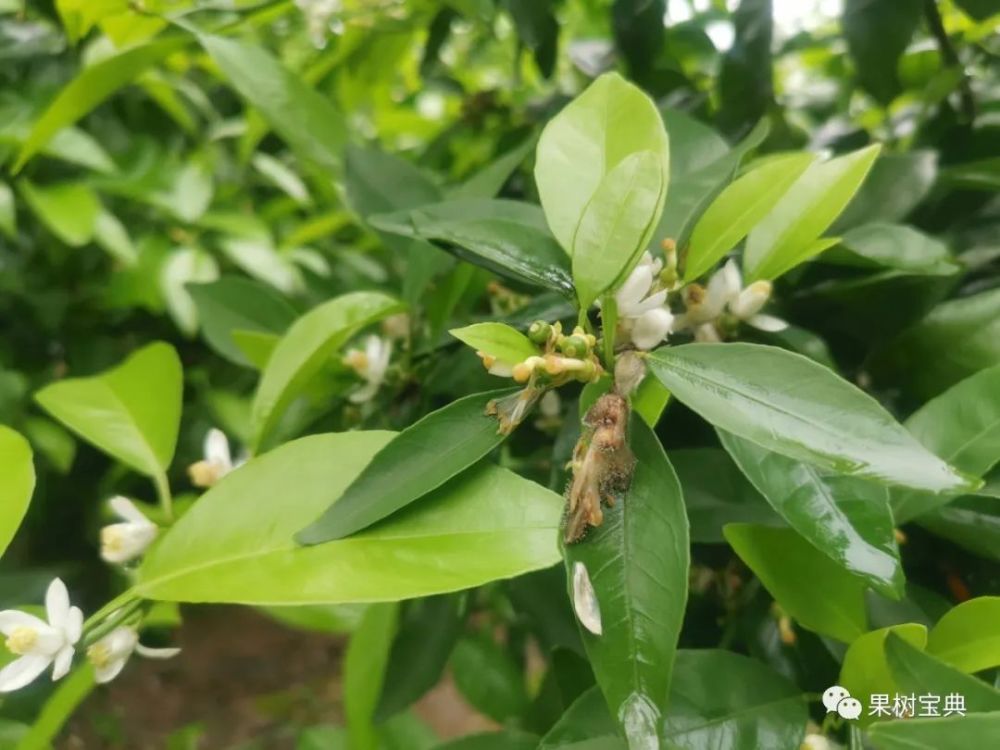 缺少阳光,果树的坐果率低,第一次生理落果会增加.