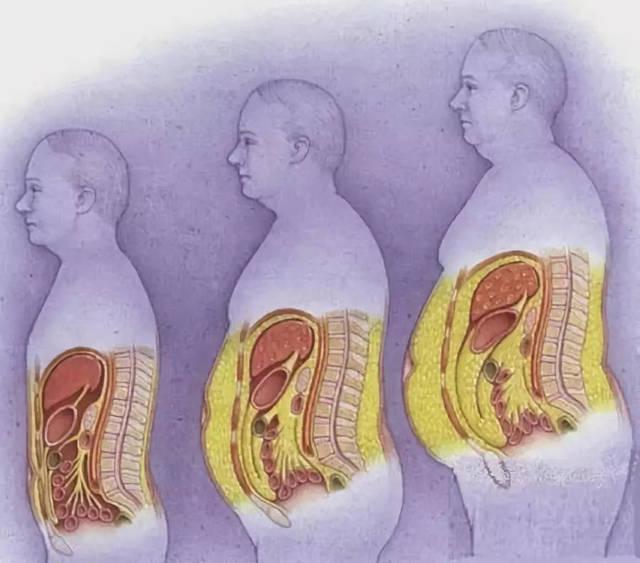 为什么腰腹部的脂肪就如此难减甚至会让我们失去信心