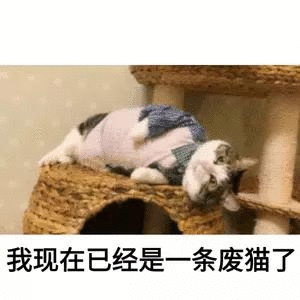 搞笑我差不多是只废猫了表情包朕已经是只废猫了