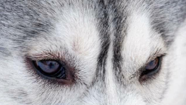 心理学:第一眼,哪一双眼睛是狼眼?测你5年后社会地位
