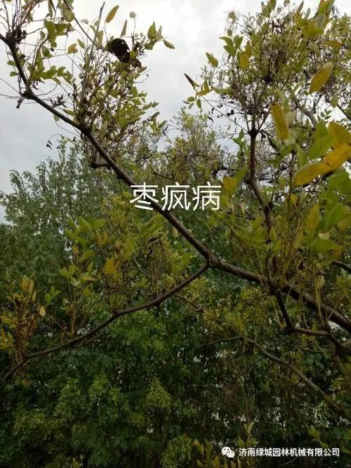 园林植保信息速递枣树枣疯病的发生和防治措施