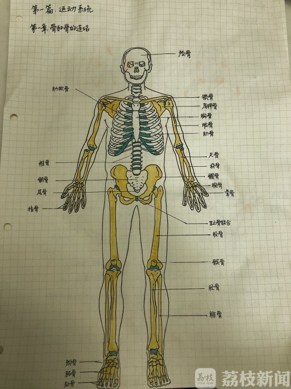 一幅幅来自灵魂画手们的手绘图,告诉我们解剖学没那么难学.