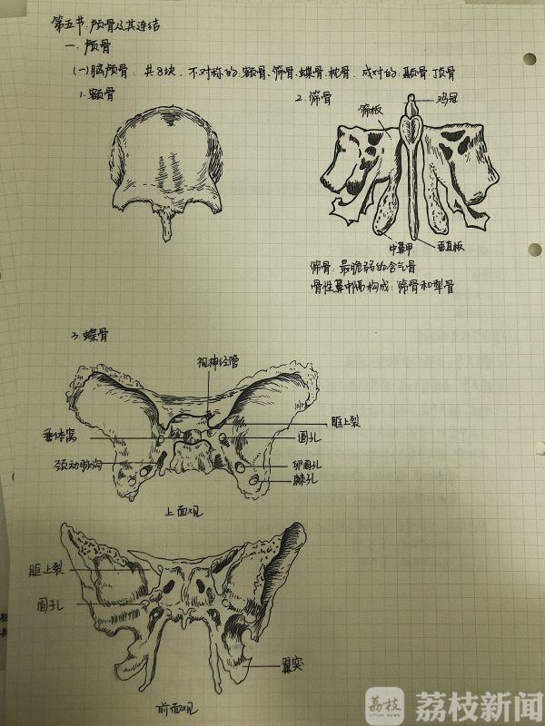 一幅幅来自灵魂画手们的手绘图,告诉我们解剖学没那么难学.