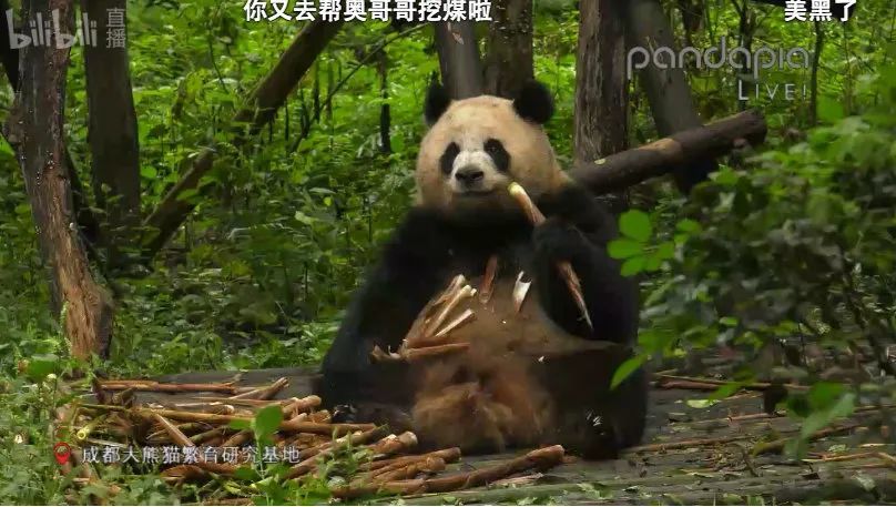当国宝也开始直播带货