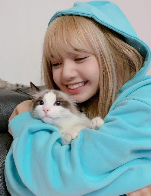 lisa养猫,宋茜养猪,看到赵丽颖:还挺萌!