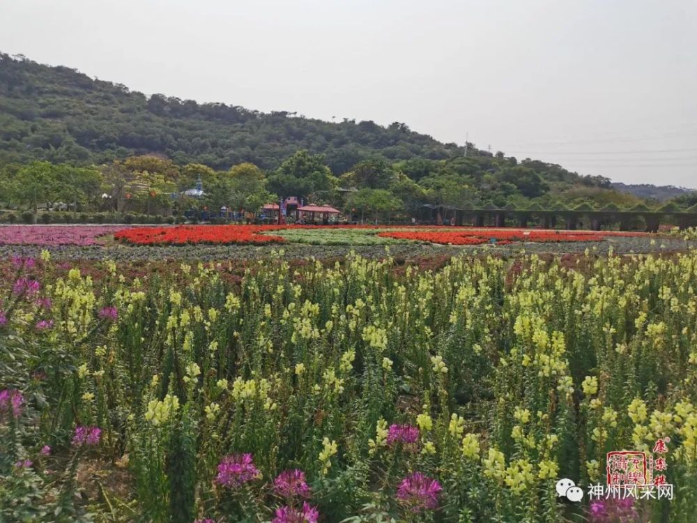 美丽生态园 汕头"丹樱"行