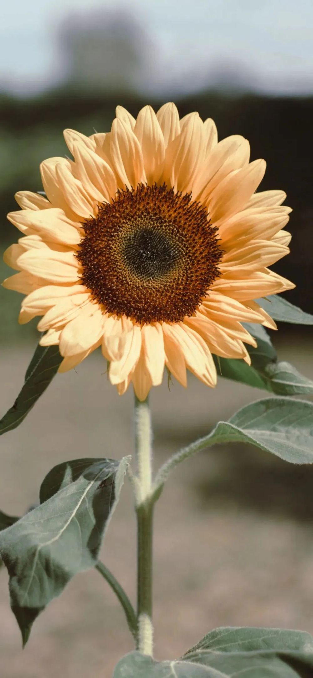 向日葵壁纸,宽屏手机壁纸,个性小清新锁屏,全面屏壁纸