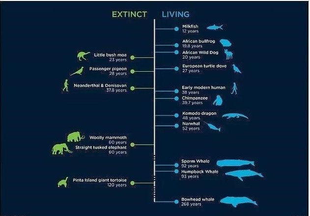 世界第三大鲸鱼,外表让人看着难受,明明长寿,数量却越来越少