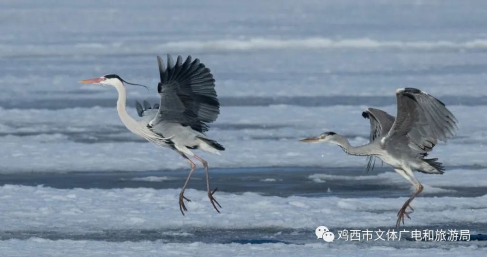 "兴凯湖观鸟节"即将启幕——春来到,兴凯湖湿地鸟类知多少