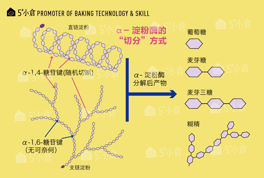 拆解淀粉酶 思考"酵素 到底什么鬼?