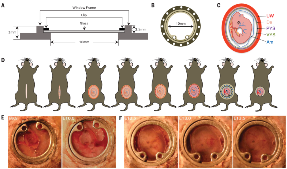 《科学:中国科学家首次实现高分辨成像观察小鼠胚胎发育全过程
