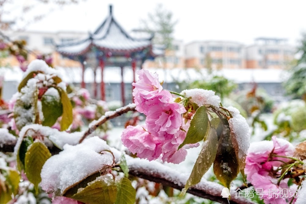 樱花雪:阳春三月樱花盛开,天降一场鹅毛大雪,20年来降雪最晚