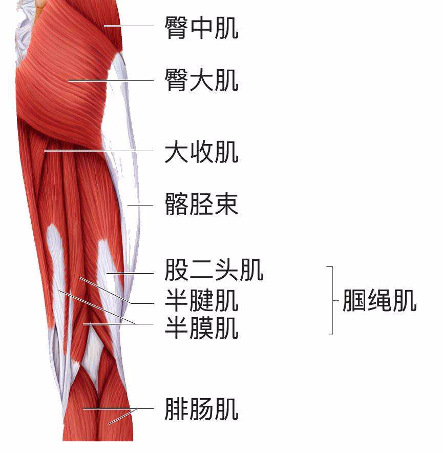 半膜肌,半腱肌和股二头肌共同组成了腘绳肌肌群