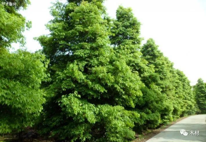 金丝楠木树高清图片欣赏 金丝楠木树是中国特有的珍贵
