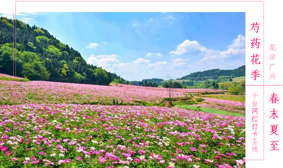 阅过世间万家春色|不及这片花海一瞥