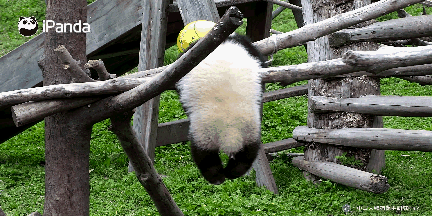 痛心!四川一大熊猫幼仔被玩具绳缠颈窒息 不幸死亡