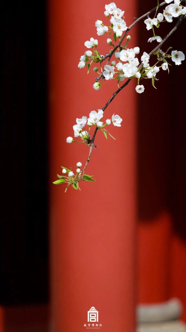故宫的花又火了,真的太太太惊艳!